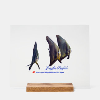 Thee Cute Longfin Batfish Beverage Coaster Acrylschild