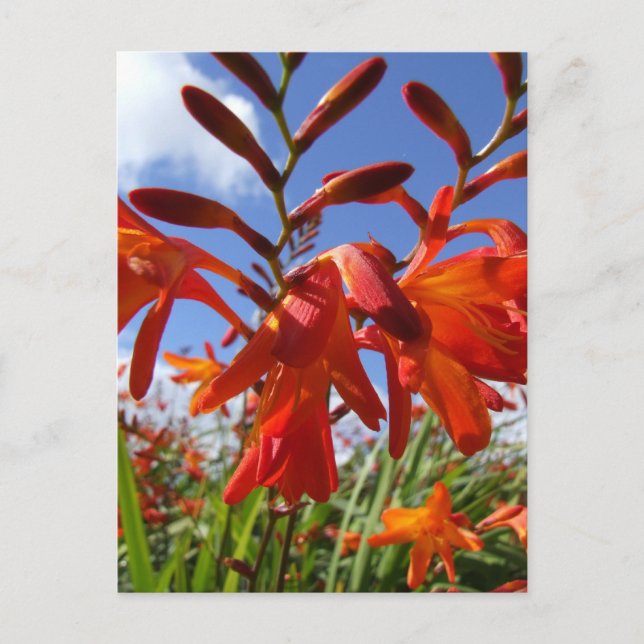 Thema Blume Power Postkarte (Vorderseite)