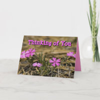 Thinking of You Blank Inside Pink Phlox Wildflower