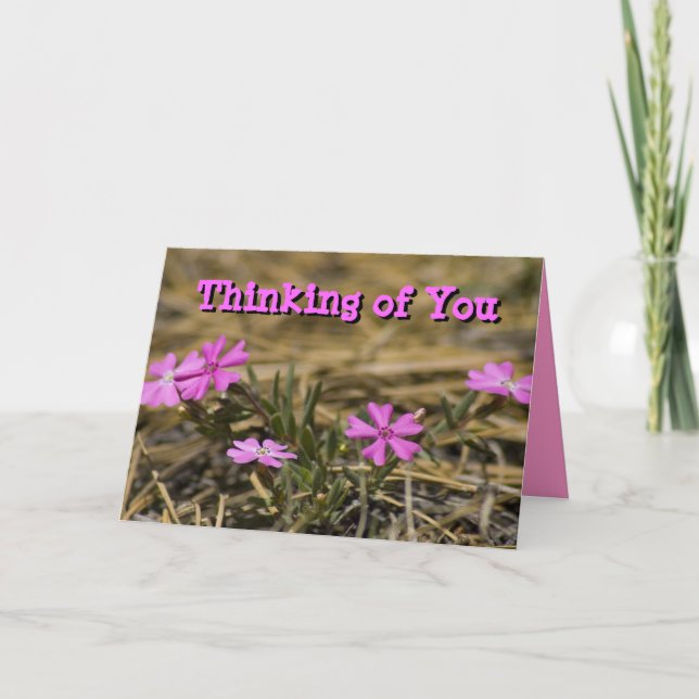 Thinking of You Blank Inside Pink Phlox Wildflower Karte (Vorderseite)