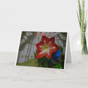 Thinking of You, Stargazer Amaryllis Karte