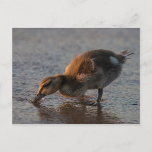 Thirsty Baby Postcard Postkarte