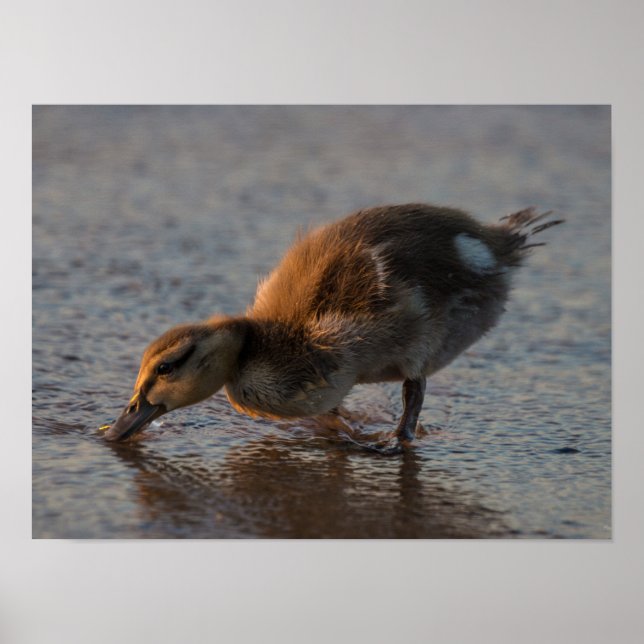 Thirsty Baby Poster (Vorne)