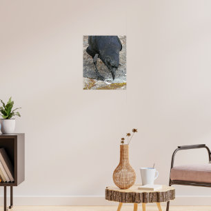 Thirsty Crow Drink Water Fotografie Poster