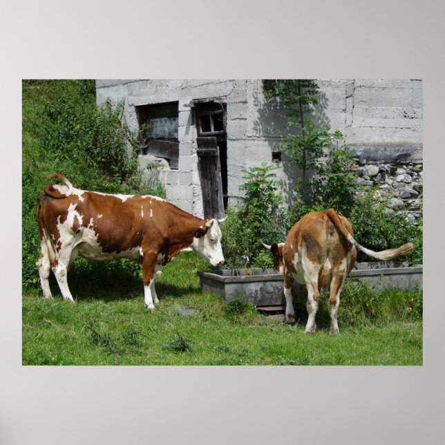 Thirsty Fleckvieh Poster (Vorne)