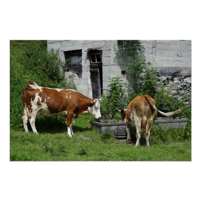 Thirsty Fleckvieh Poster (Vorderseite)