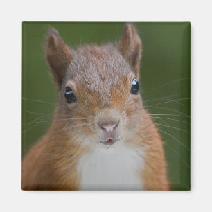 Thirsty Squirrel Magnet