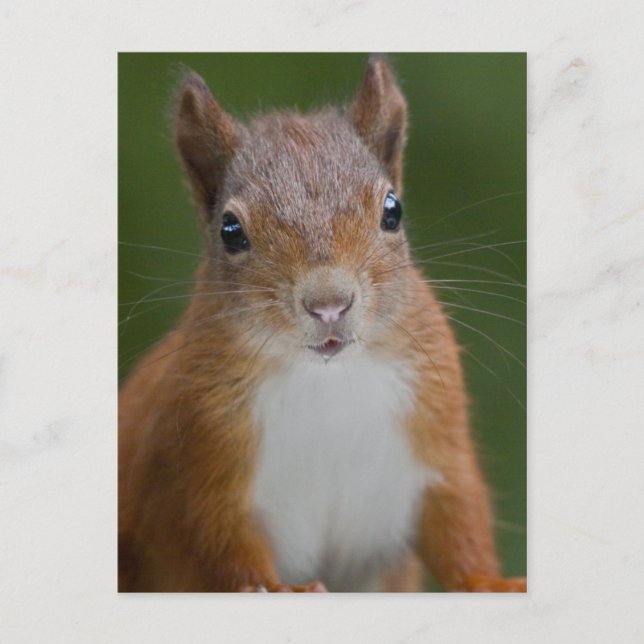 Thirsty Squirrel Postcard Postkarte (Vorderseite)