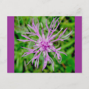 Thistle Blossom Postkarte