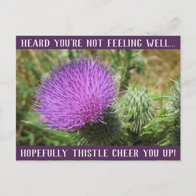 Thistle Chee up Get Well Postcard Postkarte (Vorderseite)