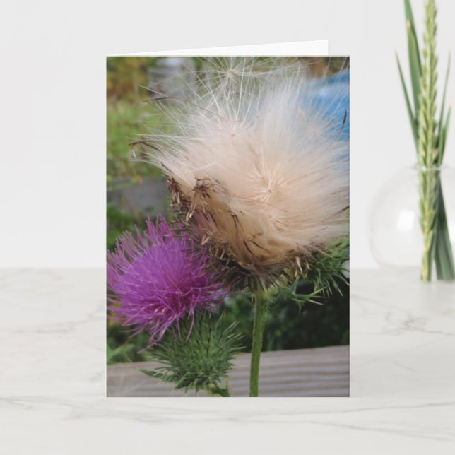 Thistle Flower and Down Card Karte (Vorderseite)