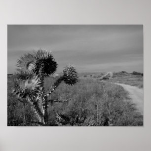 thistle in the summer of Madrid Poster