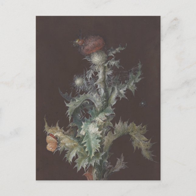 Thistle mit Insekten 1755 Johann C. Dietzsch Postkarte (Vorderseite)