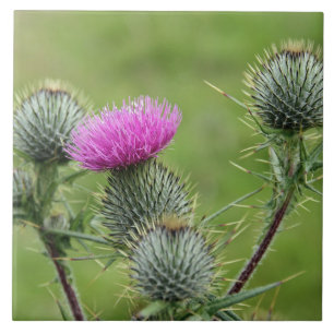 Thistle, nationale Blume Schottlands Fliese