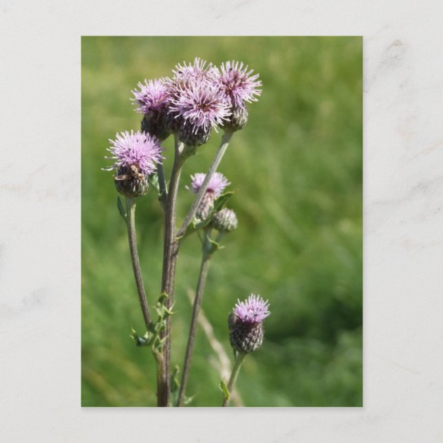 Thistle Postcard Postkarte (Vorderseite)