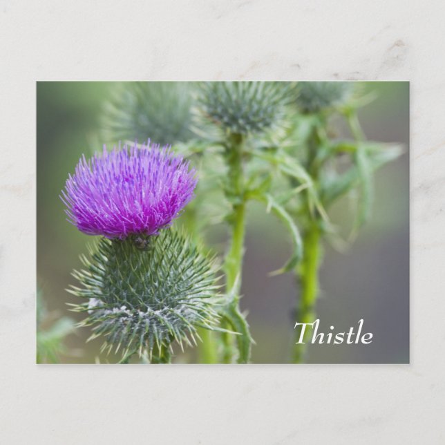 Thistle Postcard Postkarte (Vorderseite)