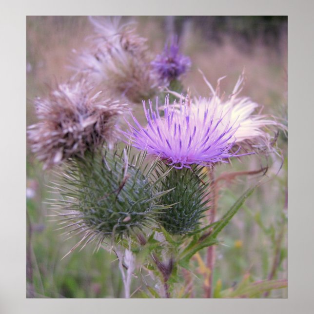 Thistle Poster (Vorne)