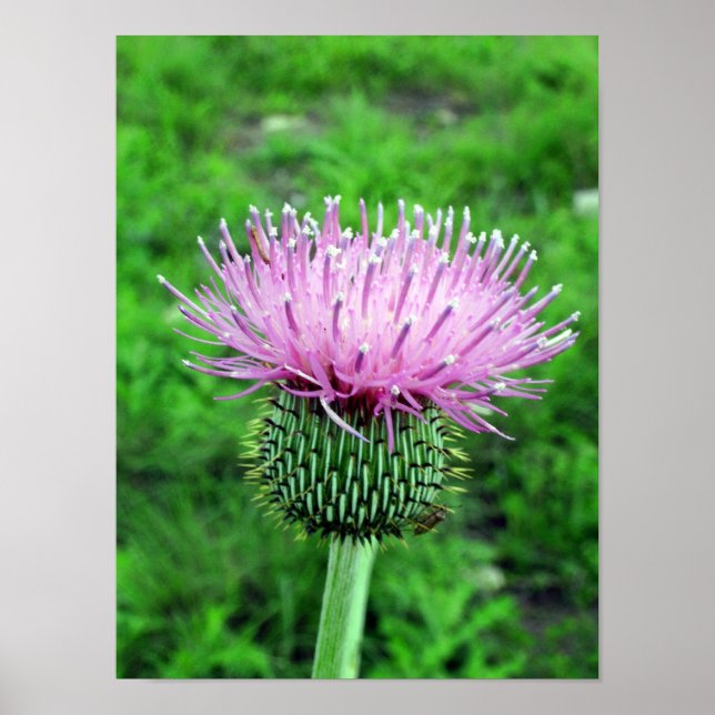 Thistle Poster (Vorne)