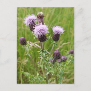 Thistles Postcard Postkarte