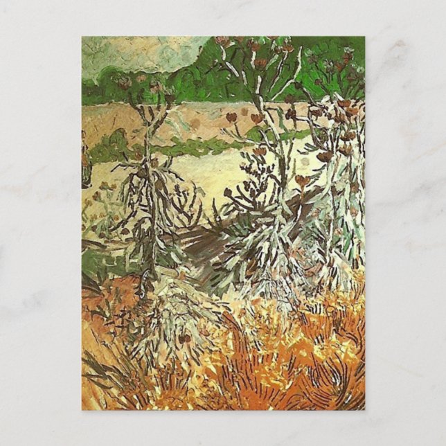 Thistles, Van Gogh Fine Art Postkarte (Vorderseite)