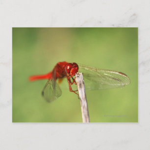 Thomas Baines Nature Reserve, Ostkap Postkarte