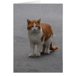 Thomas Ginger und White Cat