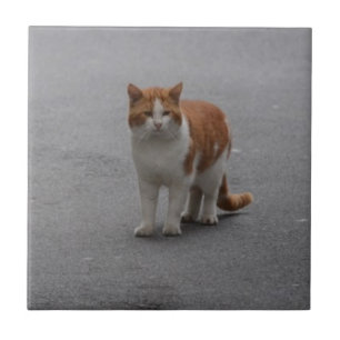 Thomas Ginger und White Cat Fliese