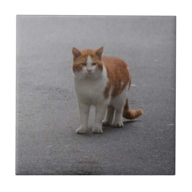 Thomas Ginger und White Cat Fliese (Vorderseite)