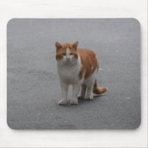 Thomas Ginger und White Cat