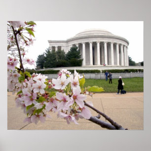 Thomas-Jefferson-Denkmal mit Kirschblüten Poster