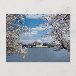 Thomas Jefferson Memorial mit Kirschblüten Postkarte