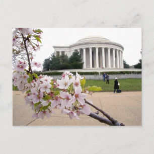 Thomas Jefferson Memorial mit Kirschblüten Postkarte