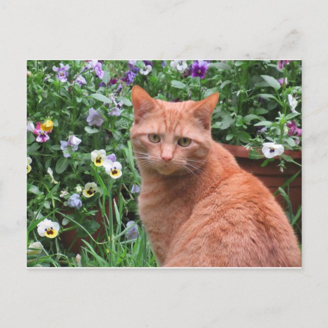 Thomas Leo Postcard Postkarte (Vorderseite)