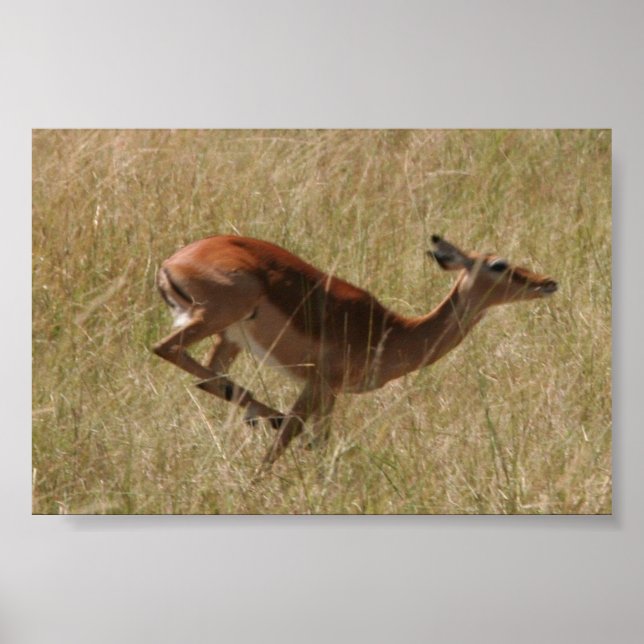 Thompson-Gazelle Poster (Vorne)