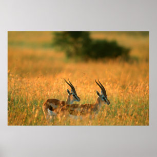Thomson’s Gazelle (Gazella Thomsonii) At Dawn Poster