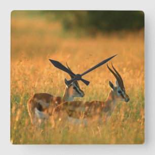 Thomson’s Gazelle (Gazella Thomsonii) At Dawn Quadratische Wanduhr