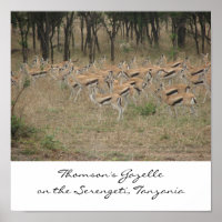 Thomson's Gazelle auf der Serengeti, Ta...