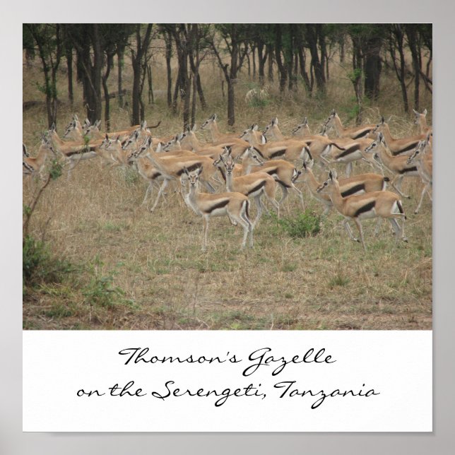 Thomson's Gazelle auf der Serengeti, Ta... Poster (Vorne)