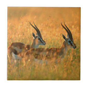 Thomsons Gazelle (Gazella Thomsonii) bei Tagesanbr Fliese