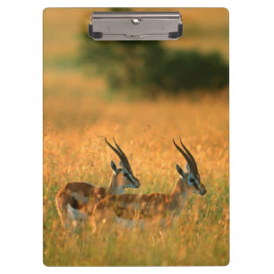 Thomsons Gazelle (Gazella Thomsonii) bei Tagesanbr Klemmbrett