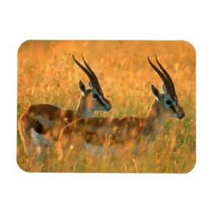 Thomsons Gazelle (Gazella Thomsonii) bei Tagesanbr Magnet