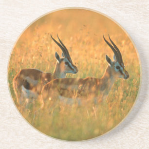 Thomsons Gazelle (Gazella Thomsonii) bei Tagesanbr Sandstein Untersetzer