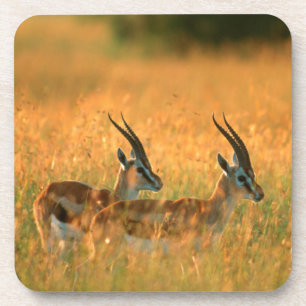 Thomsons Gazelle (Gazella Thomsonii) bei Tagesanbr Untersetzer