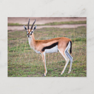 Thomson's Gazelle Postcard Postkarte