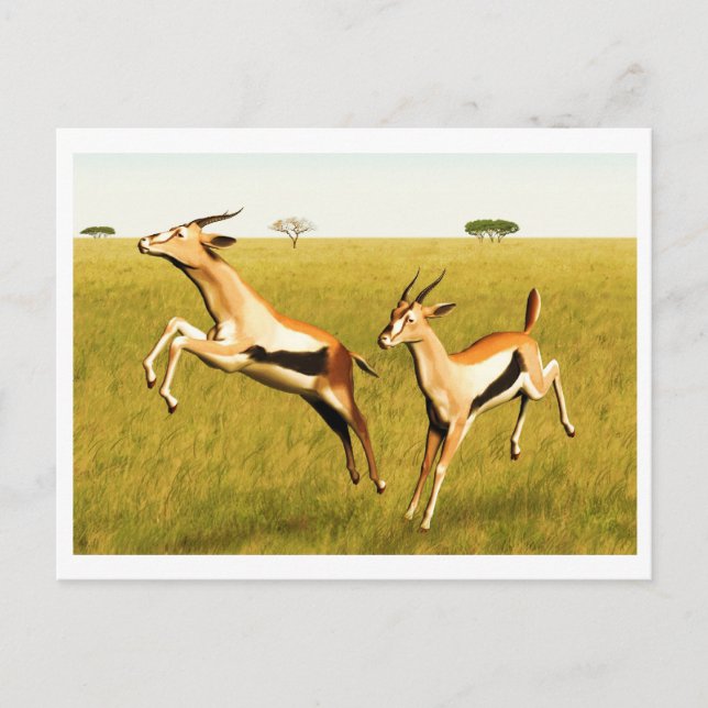 Thomson's Gazelle Postkarte (Vorderseite)