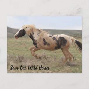 Thor McCullough Peaks Postcard Postkarte