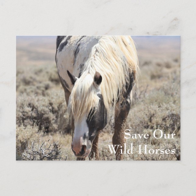 Thor McCullough Peaks Postcard Postkarte (Vorderseite)