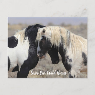 Thor McCullough Peaks Wild Horse Postcard Postkarte