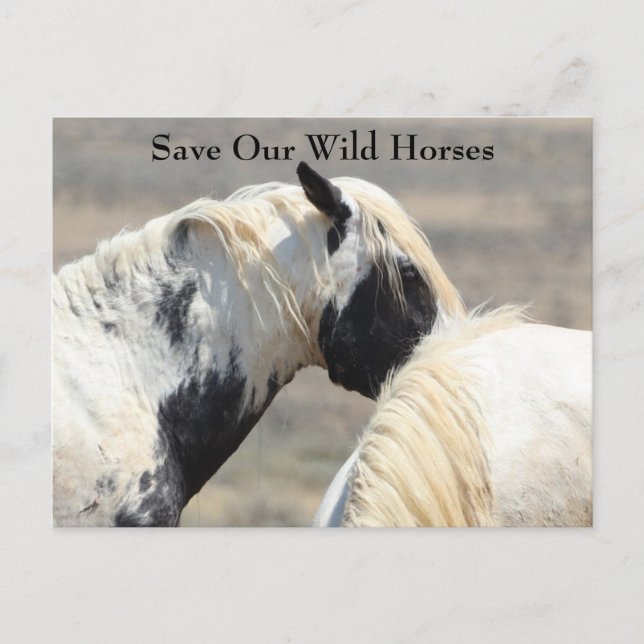 Thor McCullough Peaks Wild Horse Postcard Postkarte (Vorderseite)