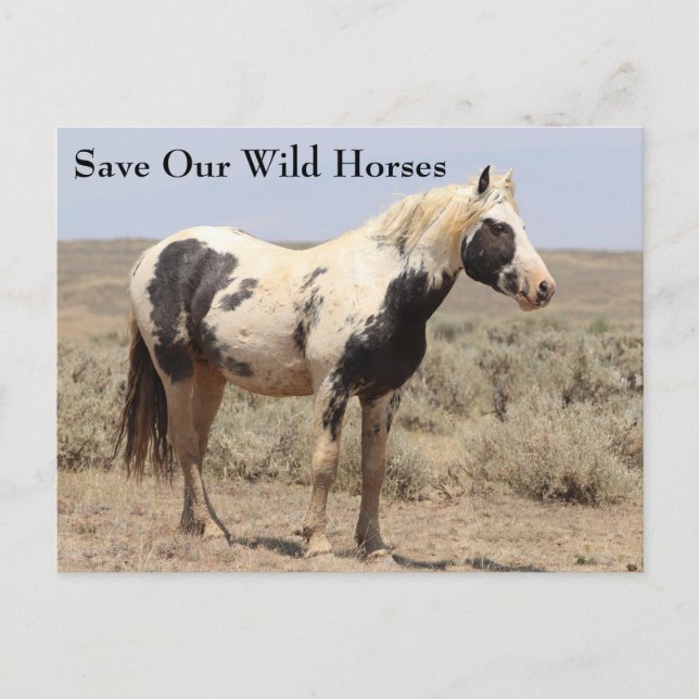 Thor McCullough Peaks Wild Horse Postcard Postkarte (Vorderseite)